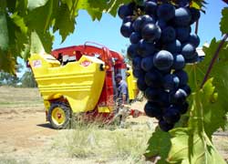 Harvesting Chambourcin at Kingsley Grove 