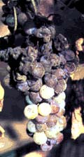 Botrytis-affected grapes