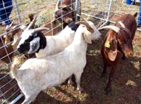 Goats